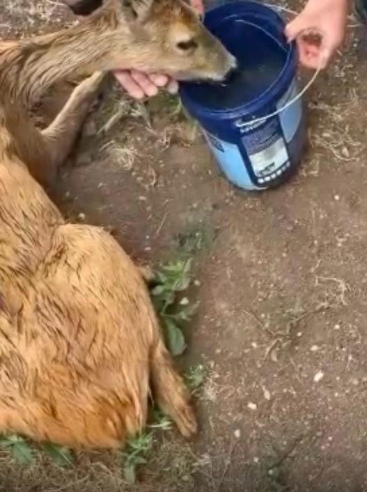 Intervenție cu suflet a jandarmilor arădeni: o căprioară rănită a fost salvată și transportată la veterinar
