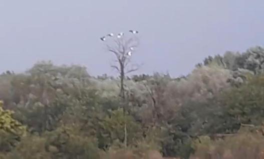Spectacol pe cer în această perioadă: berzele se adună în stoluri și pornesc spre Africa