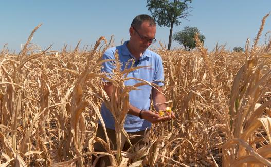 Seceta lovește din nou agricultura din vestul județului Arad. La Nădlac, fermierii se așteaptă la doar o tonă de porumb la hectar