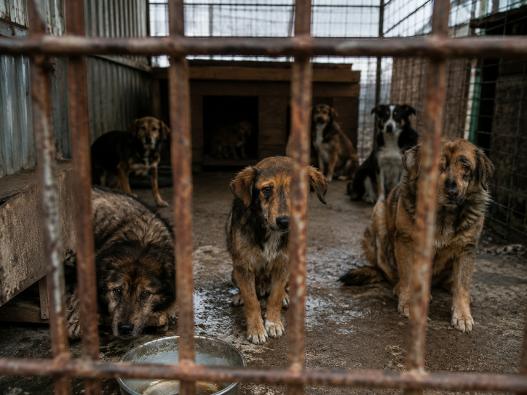 Femeie din Arad, trimisă în judecată după ce ar fi ucis 8 câini și ar fi schingiuit alte 95 de animale