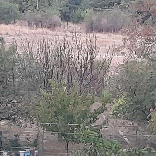 Bombă de aruncător descoperită între Ghioroc și Sâmbăteni. Intervenție a pirotehniștilor ISU Arad