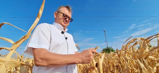 Seceta lovește din nou vestul Aradului: peste 1.000 de fermieri cer despăgubiri. „Porumbul este calamitat în proporție de 90%”
